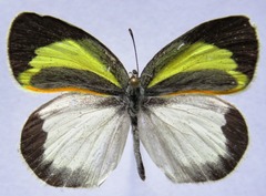 Eurema daira eugenia