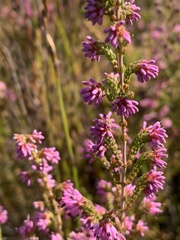 Erica globiceps consors