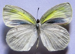 Eurema daira eugenia