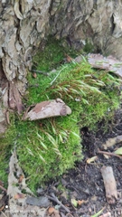 Amblystegium