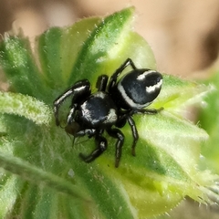 Heliophanus melinus