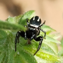 Heliophanus melinus