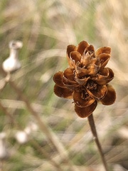 Xyris caroliniana