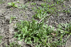 Capsella bursa-pastoris