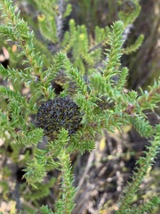 Aspalathus excelsa