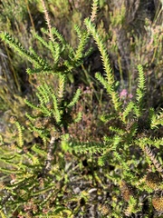 Aspalathus excelsa