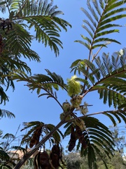 Paraserianthes