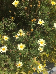 Asteraceae