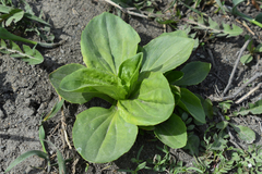 Plantago major