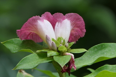 Costus phyllocephalus