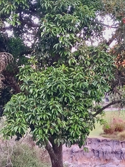 Prunus africana