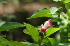 Costus phyllocephalus