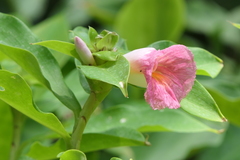 Costus phyllocephalus