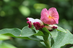 Costus phyllocephalus