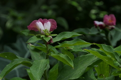 Costus phyllocephalus
