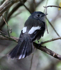Trochocercus cyanomelas