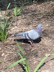 Columba livia domestica