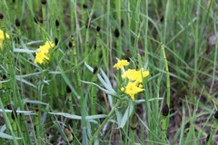 Lithospermum incisum