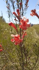 Esterhazya macrodonta