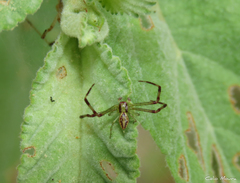 Misumenops maculissparsus
