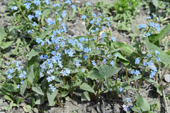 Brunnera sibirica
