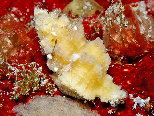 Favartia guamensis observed 2009-06-01