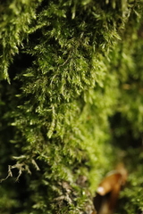 Amblystegium