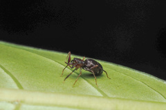 Synagelides