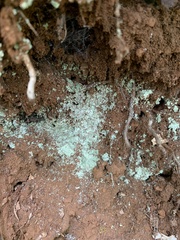 Leprocaulaceae