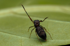 Synagelides