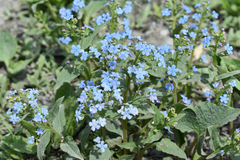 Brunnera sibirica