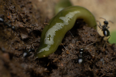 Othelosoma joburgi