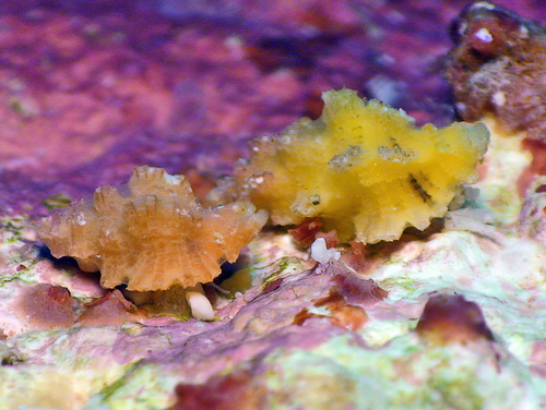 Favartia guamensis observed 2014-05-04