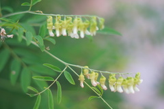 Sophora flavescens