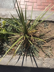 Liliopsida