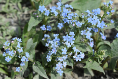 Brunnera sibirica