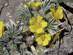 Potentilla concinna