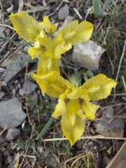 Iris potaninii