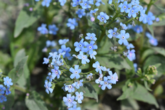Brunnera sibirica