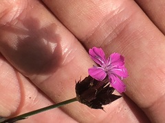 Dianthus pontederae