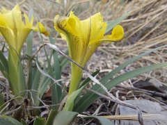Iris potaninii