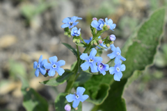 Brunnera sibirica