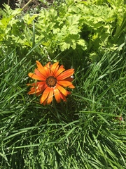 Gazania