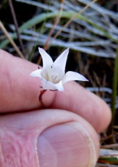 Prismatocarpus brevilobus