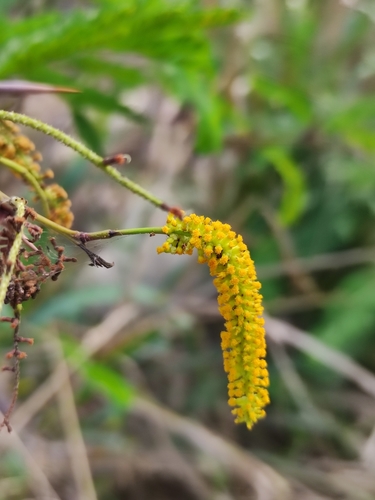 Vachellia hindsii