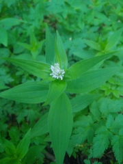 Asperula taurina