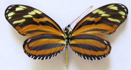 Ismenius tiger