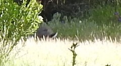 Oryctolagus cuniculus