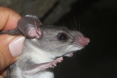 Ototylomys phyllotis