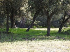 Oryctolagus cuniculus